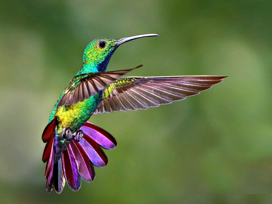 le-colibri-est-mon-oiseau-prfr